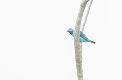 Cotinga cayana
