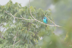 Cotinga cayana