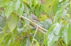 Ceratopipra rubrocapilla