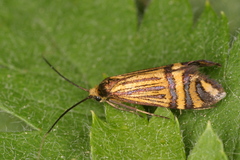 Nemophora ochsenheimerella