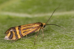 Nemophora ochsenheimerella