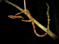 Imantodes lentiferus