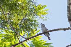 Pachyramphus marginatus