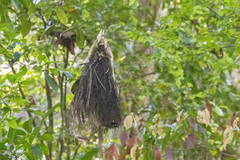 Rhynchocyclus olivaceus