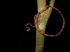 Imantodes lentiferus