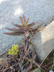 Kalanchoe × houghtonii