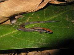 Iphisa elegans elegans