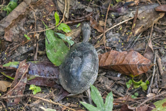Acanthochelys radiolata