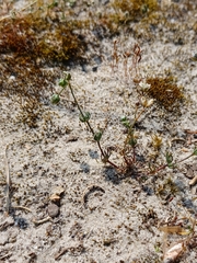 Spergula morisonii