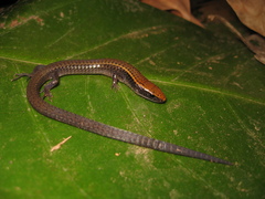 Iphisa elegans elegans