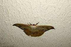 Oxytenis modestia