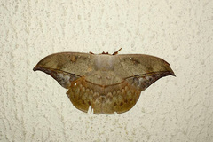 Oxytenis modestia