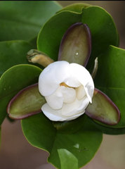 Magnolia hamorii