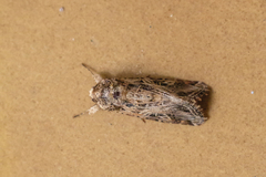 Spodoptera marima