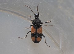 Panagaeus cruxmajor