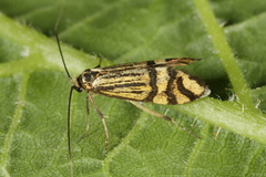 Nemophora ochsenheimerella