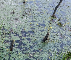 Ludwigia sedoides