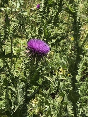 Silybum marianum