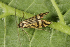 Nemophora ochsenheimerella