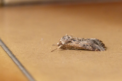 Spodoptera marima