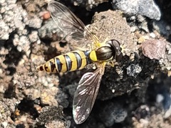 Sphaerophoria