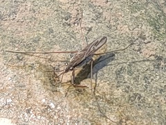 Gerris latiabdominis