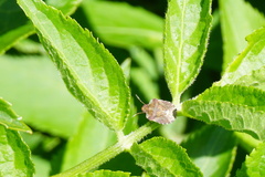 Dyroderes umbraculatus