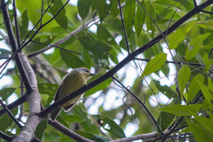 Dysithamnus stictothorax