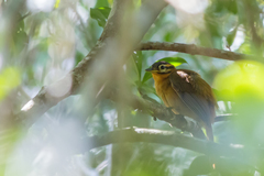 Philydor atricapillus