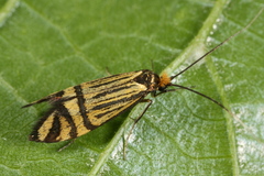Nemophora ochsenheimerella