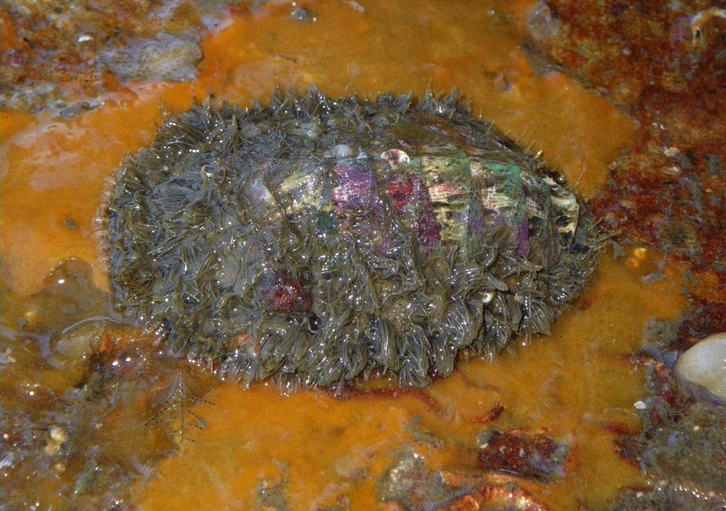 Loricella angasi