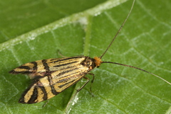 Nemophora ochsenheimerella