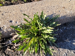 Taraxacum officinale