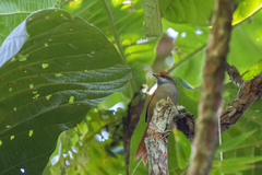 Synallaxis ruficapilla