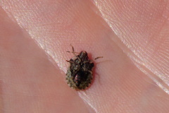 Dyroderes umbraculatus