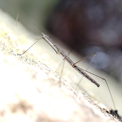 Hydrometra stagnorum