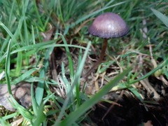 Panaeolus