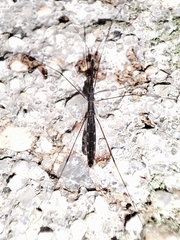 Hydrometra stagnorum