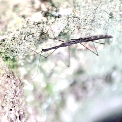 Hydrometra stagnorum