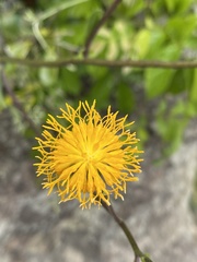 Gynura