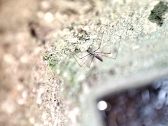 Hydrometra stagnorum