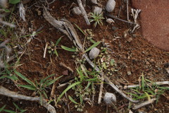 Gisekia pharnaceoides