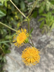 Gynura