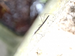 Hydrometra stagnorum