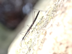 Hydrometra stagnorum