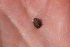 Dyroderes umbraculatus
