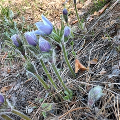 Pulsatilla patens