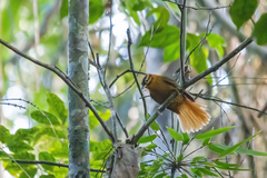 Philydor atricapillus