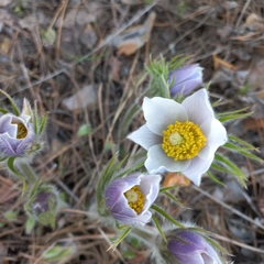 Pulsatilla patens