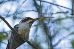 Phaethornis eurynome